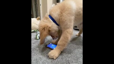 Frustrated puppy totally rage quits mobile video game