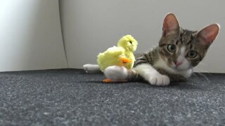 Cute Cat Plays With a Chicken