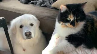 Affectionate cat rubs head on very suspicious dog