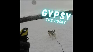 Gypsy The Husky Loves Playing Catch!