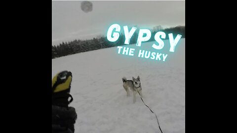 Gypsy The Husky Loves Playing Catch!