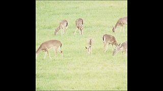 Deer in georgia field