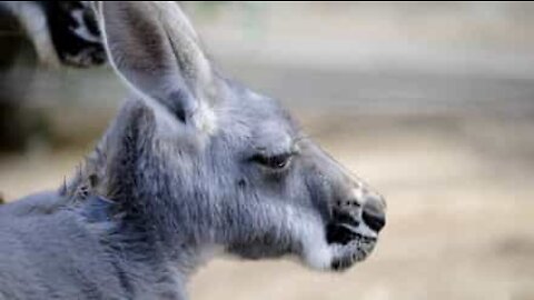 Kangaroo hops into shopping mall in Australia