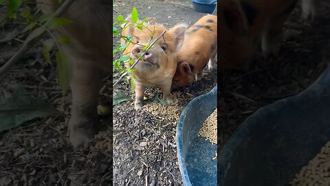 Pigs love to eat! #pigs #piglets #kunekune #homestead #farmanimals #farmlife #asmr #foryou #fyp