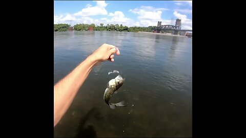 Catching a Bass on a Swimbait