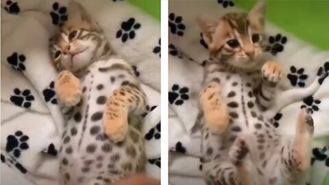 Baby Cats - Cute and Funny Baby Cat Videos Compilation 😍😂
