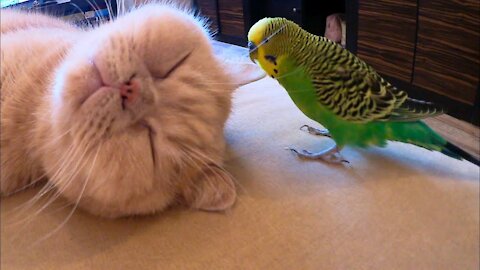 The cat is friends with the parrot | Cat and parrot friendship