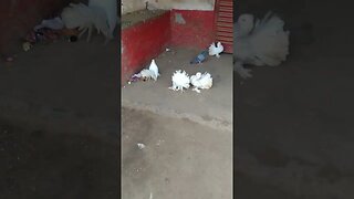 white Indian fantail pigeon #shorts #pigeons #bird #pets #youtubeshorts #reels #fantailpigeon