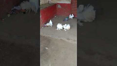 white Indian fantail pigeon #shorts #pigeons #bird #pets #youtubeshorts #reels #fantailpigeon