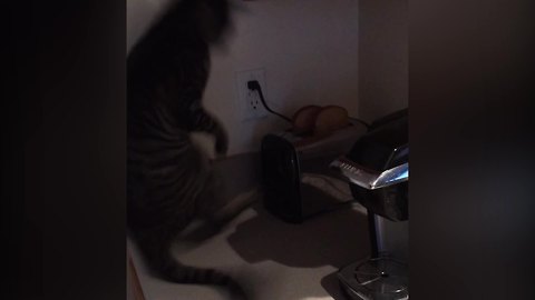 "Toaster Popping Freaks Cat Out"