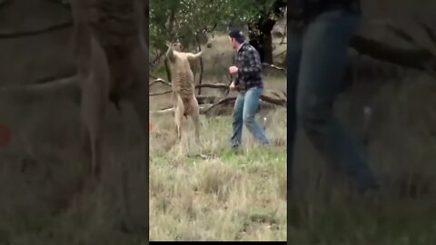 Man punches Kangaroo #punch #punching #kangaroo #wildlife #wild #animals #dog #dogs #human #forest