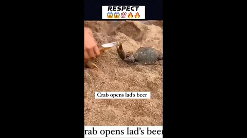 Viral Crab Opening Bear 😮💯🤯