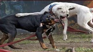 fight between German shepherd and Pitbull