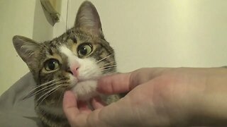 Cat with Large Pupils