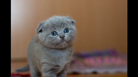 Cute fluffy kittens 2021
