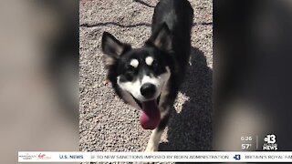 Pet of the week: young Husky mix ready for forever home