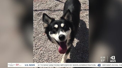 Pet of the week: young Husky mix ready for forever home