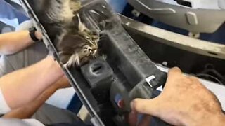 Kitten found stuck in car parts