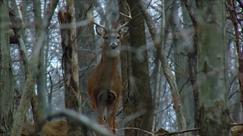 Getting In Close With Whitetail Deer