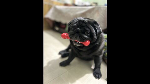 Anything For Treat|Pug Reaction|Cute Black Pug