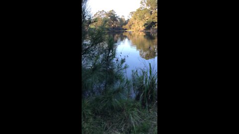 “Dogs at the Pond”