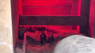 Piglets are 2 days old.
