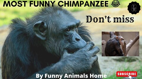 Funny Chimpanzee 😂| And Cute Funny Dogs | Funny Scenes |
