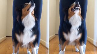 Dog enthusiastically dances while standing on owner's feet