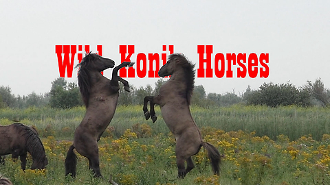 Wild Konik horses battle it out on Dutch Wetlands
