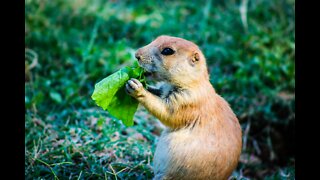 ❤ Feeding Prairie Dogs 😊