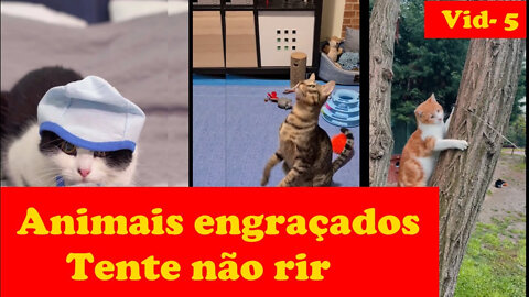 Animais engraçados Tente não rir Vídeo 05