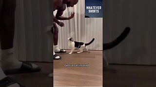 Man wanted a dog but gets a cat instead #shorts #cat #dog #pet #cute