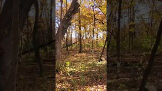 beautiful forest trail