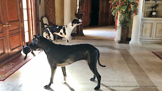 Hilarious Great Danes' Sing A Squeaking And Howling Harmony Duet