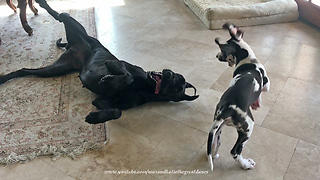 Barking Bouncing Great Dane Puppy Pesters Patient Sister Dog