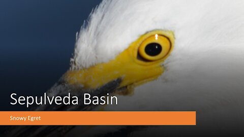 Sepulveda Basin Snowy Egret in 4k