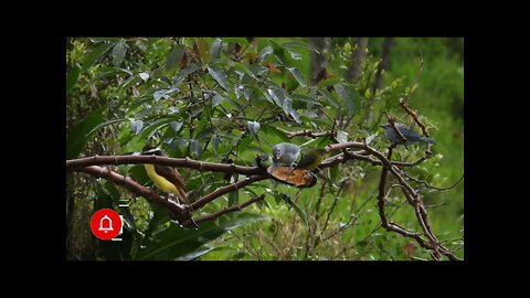 canto bem te vi sanhaço azul