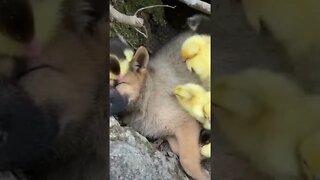 Puppy thinks he's one of them🐶🐾🐥🐤🐥