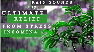 1 Hours of ULTIMATE Relaxing Rain Sounds-Deep Sleep, Concentration, Stress Relief and Harmony