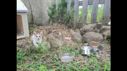 A family outing of a cute cat.