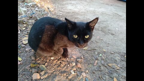 Cat as like a Black Panther