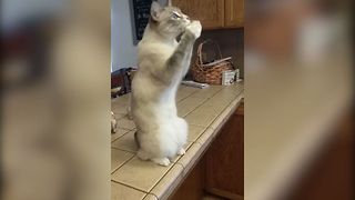 Cute Cat Begs For Treat