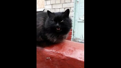 This cat needs attention. Beautiful black cat