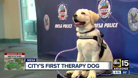 Mesa police launches therapy canine program