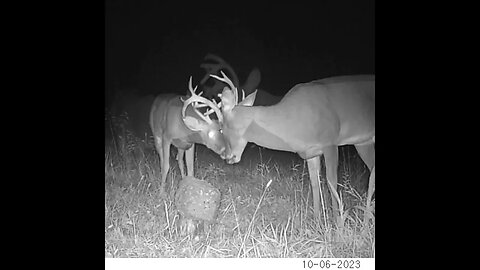 Bucks Locking Antlers #deer