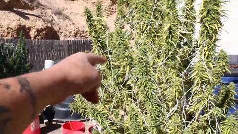 T Bird And Reds PT 1 Harvesting My Outdoor I gotta say Thank You To My Subrs 2-3 Vids Coming 👏👍🌲💨
