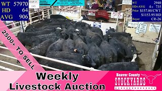 2/21/2023 - Beaver County Stockyards Livestock Auction