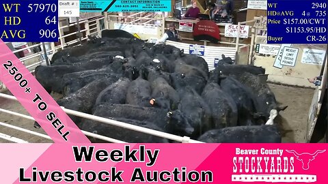 2/21/2023 - Beaver County Stockyards Livestock Auction