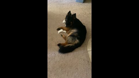 Guilty Dog Caught Chewing Toilet Paper