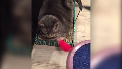 "Cat Can’t be Bothered To Move Although a Toy Keeps Hitting Her Head"